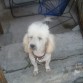 puppy arreglado para una fiesta